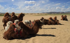 Bactrian camels resting in the sand.