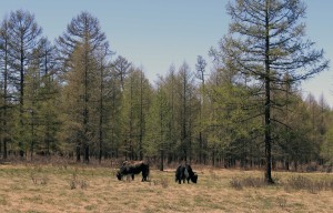 Yaks grazing in the forest outside of Khatgal.