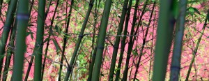 Bamboo seen at the Fasting Palace.