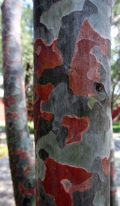 A tree found in China that has a natural woodland camouflage pattern on its bark.