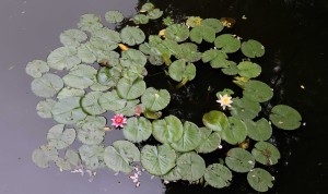 Water lilies found in the park.