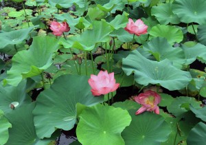 Lotus flowers in a pond near the lake.