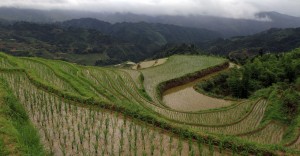 Rice terraces with the misty mountains in background.