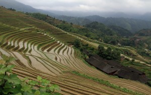 Side view of the rice terraces.