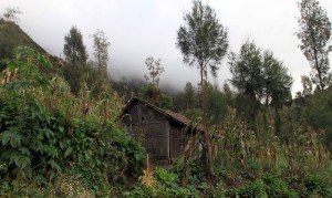 A hut among corn crops and trees.