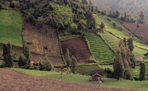 The zig-zag farms on the steep mountainside in Cemoro Lewang.