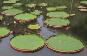 Giant water lilies.