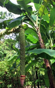 Fruit and inflorescence hanging from a plant belonging to the Musa genus.