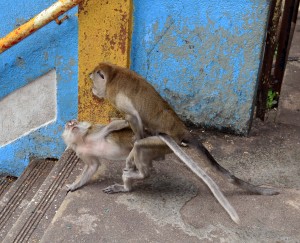 Two monkeys doing like they do on the Discovery Channel - I guess all mammals prefer doggy-style.