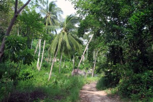Trail leading to the east side of Koh Tao.
