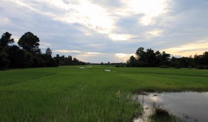 Rice fields near Angkor.
