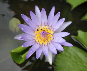 Flower found in a small pond in the Temple of the Emerald Buddha's monastery grounds.