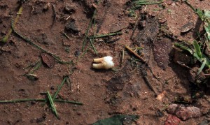 A human tooth that had surfaced above the ground.