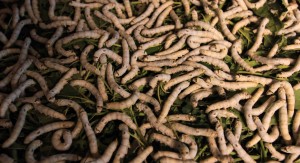 Silkworms feeding on mulberry leaves in a tray - they are soft to the touch.