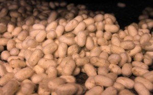 White silkworm cocoons on a tray.