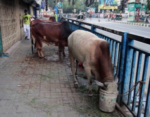 Cows spending their last day on Earth in Dhaka.