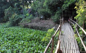 Bamboo bridge across a creek.