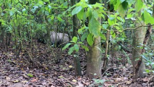 Large male rhinoceros sleeping in the subtropical broadleaf forest in Chitwan National Park.
