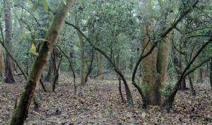 The subtropical broadleaf forest.
