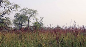 The grassland of Chitwan National Park.