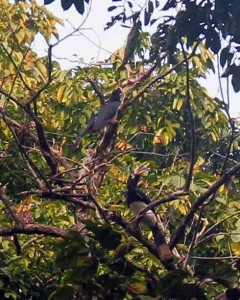 Oriental pied hornbills in the tree.