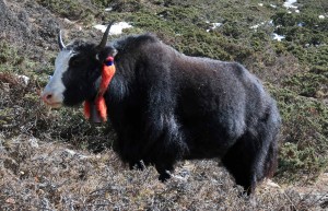 A yak wearing his bell.