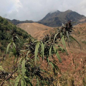 Cannabis plant found along the trail.