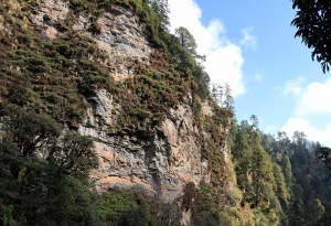Beautiful cliff face with trees balanced where ever they're able to grow.
