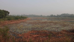 Marsh in Lumbini, near Siddhārtha Gautama's birthplace.