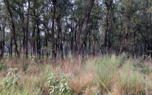 Trees and grasses near Siddhārtha's birthplace.