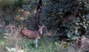 Spotted deer in Panna Tiger Reserve.