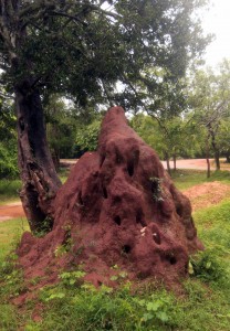 One of many termite mounds found in Polonnaruva.