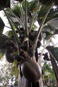 Double Coconut Palm tree from the Seychelles.