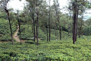 Looking out over the tea plantation near the Ceylon Tea Museum.
