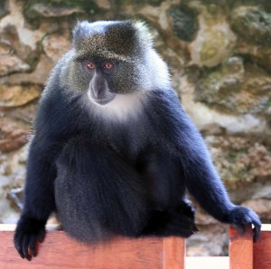Blue monkey eying hikers' lunches.