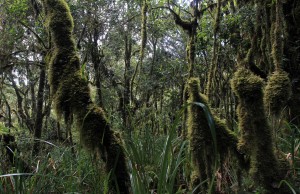 Moss covered trees in the rainforest.