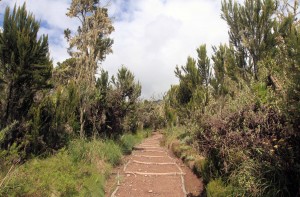 Trail through the heather forest.