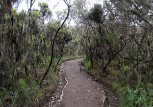 The trail near Mweka Camp.