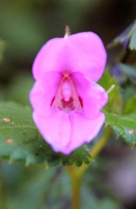 Pink flower found in the rainforest.