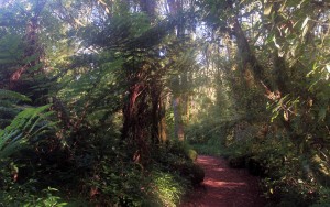 Trail through the rainforest.