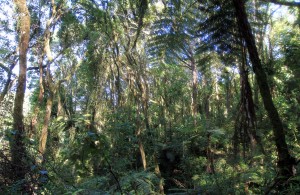 Lush vegetation inside the rainforest.