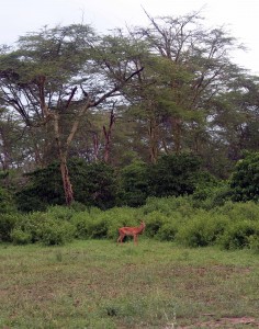 An impala.