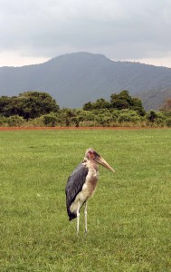 Marabou stork.