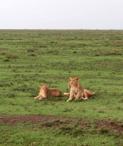 Three young lions (two males and one female).
