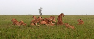 A group of nineteen lions laying around, just before their failed buffalo hunt.