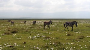 Zebras marching through flowers.