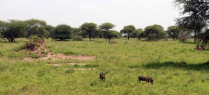 Two warthogs in Tarangire National park.