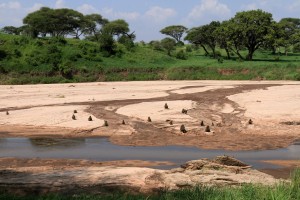 Baboons by the Tarangire River.