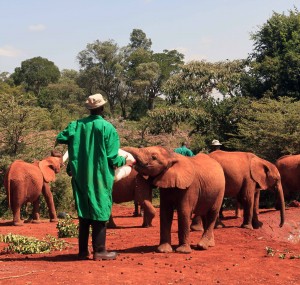 Elephant orphans being fed formula milk.