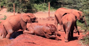 Elephant calves playing around.